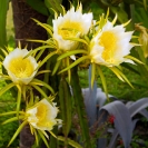 067_FP_97686V-White-Pitaya-Queen-of-the-Night-Hylocereus-undatus