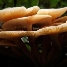 Fungi