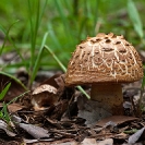 002_Fu.4862-Fungus-Afroboletis-sp.-Zambia