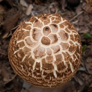003_Fu.4866-Fungus-Afroboletis-sp.-Zambia