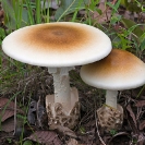 004_Fu.4869-Edible-Mushroom-30cm-'Tente'-Amanita-zambiana