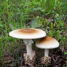 005_Fu.4873V-Edible-Mushrooms-30cm-'Tente'-Amanita-zambiana