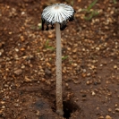 007_Fu.4986V-Fungus-Parasol-Coprinus-sp.-Zambia