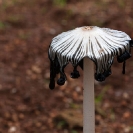 008_Fu.4993-Fungus-Parasol-Coprinus-sp.-Zambia