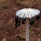 008_Fu.4993-Fungus-Parasol-Coprinus-sp.-Zambia