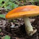 009_Fu.5028-Fungus-Amanita-sp.-Zambia