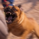 058_KMK_RF_9022-Kamoto-Mine-Security-Dog-Training-Congo