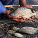 119_KMM_7687_Mutanda-Mine-Congo_KainduFishFarm