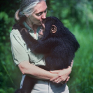 001_MApCG_14V-Jane-Goodall-comforting-young-chimpanzee