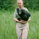 004_MApCG_10V-Jane-Goodall-carrying-young-chimpanzee