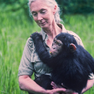 005_MApCG_11V-Jane-Goodall-carrying-young-chimpanzee