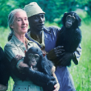 007_MApCG_68V-Jane-Goodall-with-African-sanctuary-worker-&-young-chimpanzees