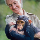 008_MApCG_13V[r6]-Jane-Goodall-hugging-young-chimpanzee