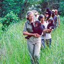009_MApCG_52V-Jane-Goodall-with-Siddles-&-young-chimpanzees