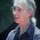 012_MApCG_77V-Jane-Goodall-portrait-in-Africa