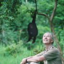 020_MApCG_09V-Jane-Goodall-looking-up-at-chimpanzees