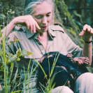 025_MApCG_21V-Jane-Goodall-playing-with-young-chimp