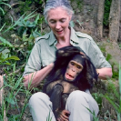 027_MApCG_31V-Jane-Goodall-playing-with-young-chimp