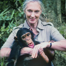 028_MApCG_32-Jane-Goodall-playing-with-young-chimpanzee