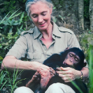 029_MApCG_27-Jane-Goodall-playing-with-young-chimpanzee