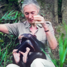 030_MApCG_28-Jane-Goodall-playing-with-young-chimpanzee