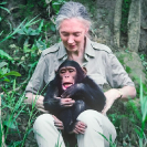 032_MApCG_30V-Jane-Goodall-playing-with-young-chimpanzee