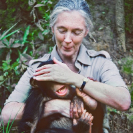 034_MApCG_34V-Jane-Goodall-playing-with-young-chimpanzee