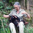035_MApCG_35V-Jane-Goodall-playing-with-young-chimpanzee