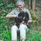 036_MApCG_36V-Jane-Goodall-playing-with-young-chimpanzee
