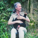 038_MApCG_38VA-Jane-Goodall-playing-with-young-chimpanzee