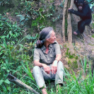 040_MApCG_39V-Jane-Goodall-with-young-chimpanzee