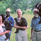 048_MApCG_60-Jane-Goodall-with-Siddles,-African-carer-and-young-chimpanzees