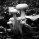 001_Fu.4167BW Fungus Family N Zambia