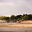 004_LZmE.0914-Elephants-Crossing-Luangwa-River-E-Zambia