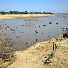 River Luangwa