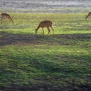 River Luangwa