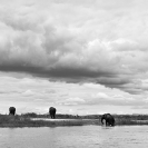 035_LZmE.95605BW-Lower-Zambezi