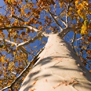 001_FT.0903-Ghost-Tree-Sterculia-quinquilobia-Zambia