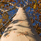 002_FT.0902V-Ghost-Tree-Sterculia-quinquilobia-Zambia