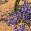 004_FT.9099V-Jacaranda-mimosifolia-from-above