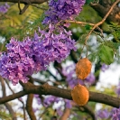 005_FT.9039-Jacaranda-mimosifolia-flowers-&-fruit