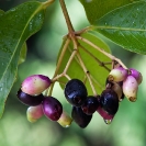 008_FT.4056-Waterberry-Tree-Fruit-&-Rain