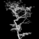 001_FT_10061VBW[rev2]-Trees-at-Night-No.1-Muombo-Brachystegia-sp