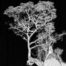 Trees at Night