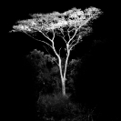 003_FT_10321BW[rev2]-Trees-at-Night-No.3-Kalimba-Brachystegia-microphylla
