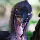 002_B29H.8315V-Southern-Ground-Hornbill-fledgling