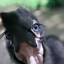 003_B29H.8328-Southern-Ground-Hornbill-fledgling