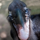 004_B29H.8335VSouthern-Ground-Hornbill-fledgling