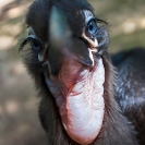 006_B29H.8339V-Southern-Ground-Hornbill-fledgling