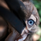 007_B29H.8403V-Southern-Ground-Hornbill-fledgling-eye